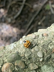 Harmonia axyridis