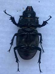 Lucanus cervus turcicus