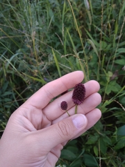 Sanguisorba officinalis