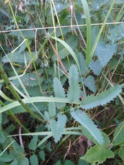 Sanguisorba officinalis