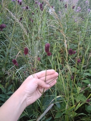 Sanguisorba officinalis