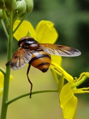 Volucella inanis