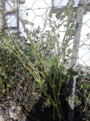 Abelmoschus esculentus