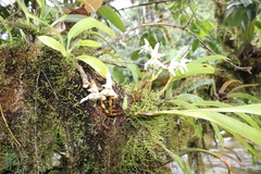 Maxillaria grayi