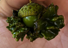 Andricus quercuscalicis