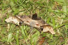 Amplypterus panopus