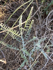 Astragalus trichopodus