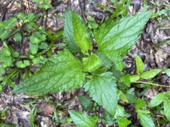 Conoclinium coelestinum