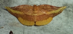 Camptochilus
