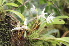 Maxillaria grayi