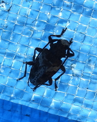 Aegomorphus albosignus