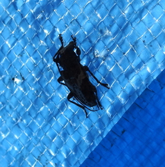 Aegomorphus albosignus