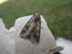 Apamea amputatrix