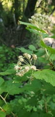 Physocarpus malvaceus