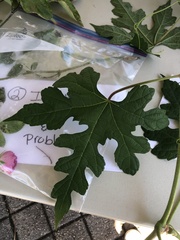 Ampelopsis glandulosa