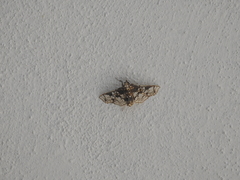 Megastes praxiteles