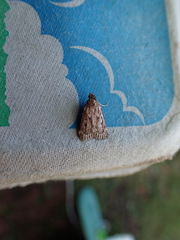Aglossa disciferalis