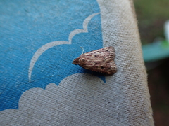 Aglossa disciferalis