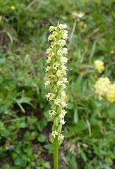 Pseudorchis albida tricuspis