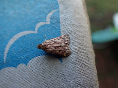 Aglossa disciferalis