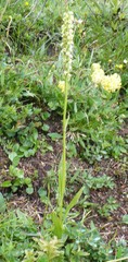 Pseudorchis albida tricuspis
