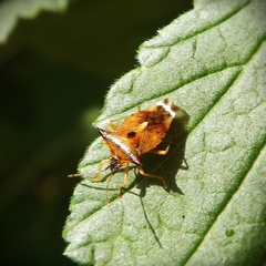 Elasmucha ferrugata
