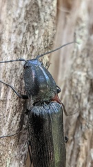 Acteniceromorphus umbricolus