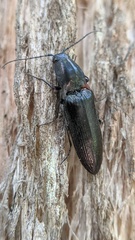 Acteniceromorphus umbricolus