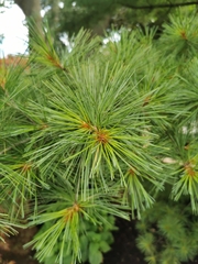 Pinus strobus