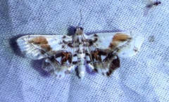 Musotima