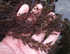 Odonthalia floccosa