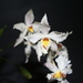 Odontoglossum - Photo (c) Jean-Francois Brousseau, some rights reserved (CC BY-NC)