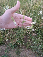 Melilotus albus