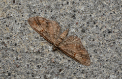 Eupithecia graefii