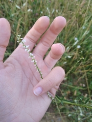 Melilotus albus