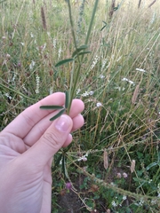 Melilotus albus