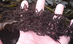 Callithamnion pikeanum