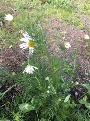 Tripleurospermum inodorum