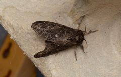 Dasychira grisefacta