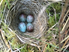 Zonotrichia leucophrys