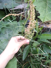 Rumex
