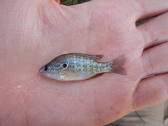 Lepomis humilis
