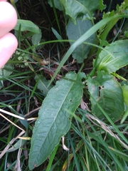 Rumex