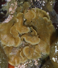 Primavelans insculpta