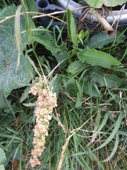 Rumex