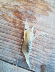 Palaemon longirostris