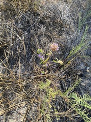 Monardella breweri microcephala