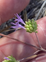Monardella breweri microcephala