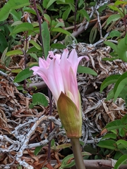 Amaryllis belladonna