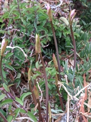 Amaryllis belladonna